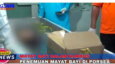 Penemuan Mayat Bayi Didalam Kardus Di Kecamatan Porsea Dalam Penyelidikan Polres Toba