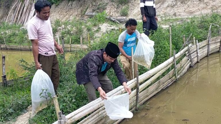 Wakil Ketua DPRD Samosir Pantas Sinaga Berikan 3000 Bibit Ikan Mas Di Desa Parhorasan Pangururan