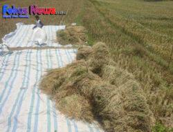 Pemdes Sinaga Uruk Pandeangan  Kecamatan Palipi Bantah Gagal Panen didesa