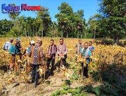 Kopda Seprianus Nesimnasi Babinsa Koramil 02/Abanteng Hadiri Kegiatan Panen Raya Jagung Milik Poktan ADIKA, Desa Oenino