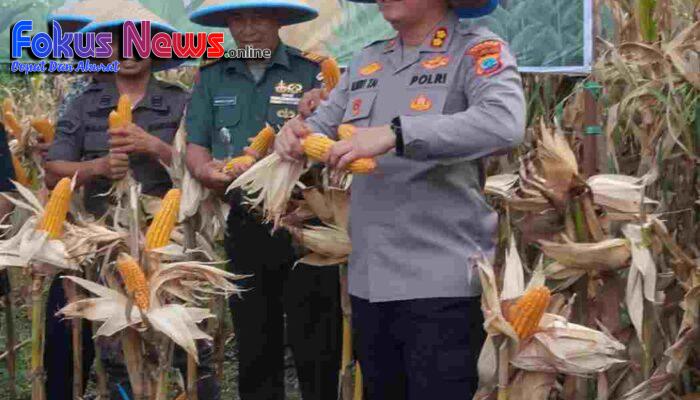 Dukung Ketahanan Pangan Bersama Petani Polres Bitung Panen Jagung