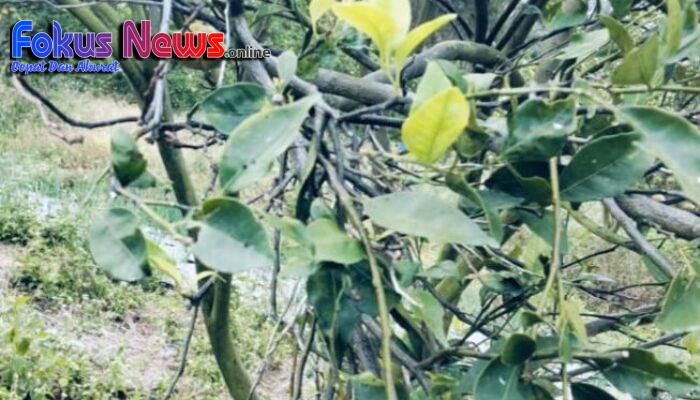 Diduga Ingkari Perjanjian Bermaterai, Kades Parsaoran Sibisa Dituding Rugikan Pengusaha UD Toba Subur