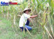 Reforma Agraria Lahirkan Regenerasi dan Kreativitas Petani Muda di Desa Soso