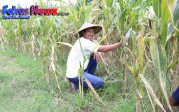 Reforma Agraria Lahirkan Regenerasi dan Kreativitas Petani Muda di Desa Soso