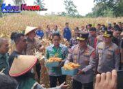 Dari Ladang Jagung di Matuari, Polres Bitung Bersama Pemkot Bitung Perkuat Barisan Ketahanan Pangan