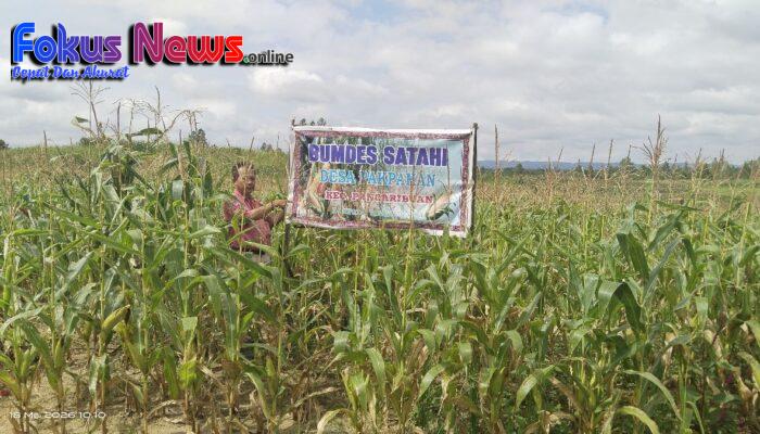 Miris..! BUMDES SATAHI Desa Pakpahan Jadi Sorotan Warga, Anggaran Gemuk Jagungnya Kurus