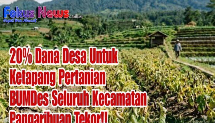 20% Dari Dana Desa Untuk Ketapang Pertanian Dikelolah Oleh BUMDes, Se-Kecamatan Pangaribuan BUMDes Tekor! Diduga Ada Keterlibatan PMD Kecamatan