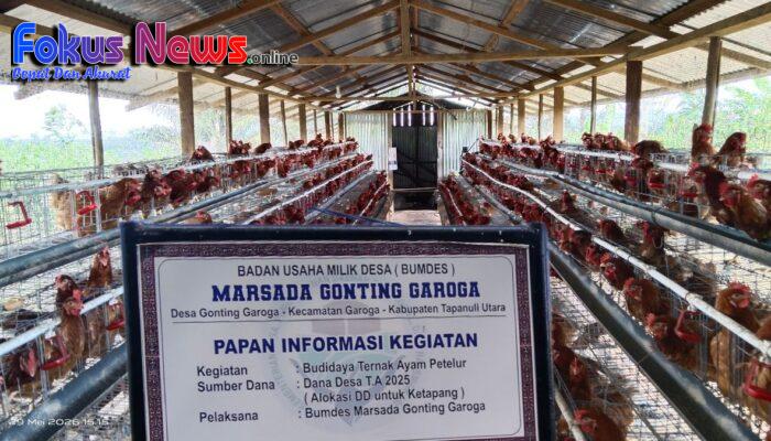Ternak Ayam Petelur BUMDes MARSADA GONTING GAROGA Bukti Kecamatan Garoga Berpotensi