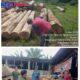 Apresiasi Luar Biasa ! Keberanian Gakkum Sumatera Sikat Mafia Ilegal Logging Labura dari Hulu hingga Hilir Tuai Pujian Masyarakat.