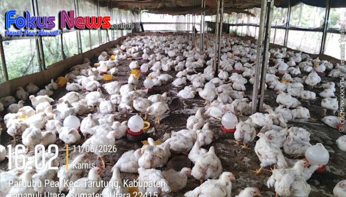 BUMDes Saribu Raja Jaya Desa Sangkaran Tahap ke-3 Produksi Ayam Potong Masih Merugi, Warga : Inspektorat Harus Benar-benar Memeriksa Keuangan BUMDes ini, Jangan Jadi Ajang Keuntungan Pribadi!