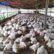 BUMDes Saribu Raja Jaya Desa Sangkaran Tahap ke-3 Produksi Ayam Potong Masih Merugi, Warga : Inspektorat Harus Benar-benar Memeriksa Keuangan BUMDes ini, Jangan Jadi Ajang Keuntungan Pribadi!
