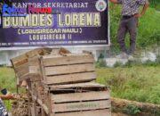 Miris,,! BUMDes ” LORENA” Desa Lobu Siregar II Merugi, Tanam Kentang Modal Rp.182juta Hasilnya Rp.11 Juta