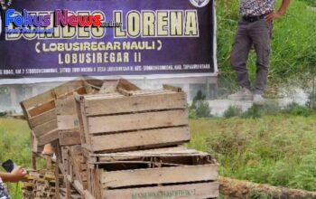 Miris,,! BUMDes ” LORENA” Desa Lobu Siregar II Merugi, Tanam Kentang Modal Rp.182juta Hasilnya Rp.11 Juta