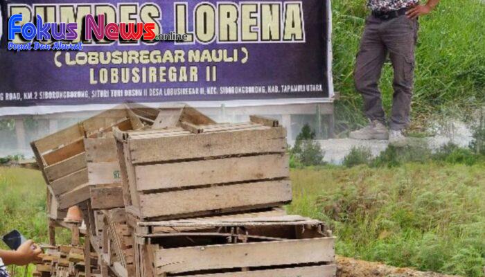 Miris,,! BUMDes ” LORENA” Desa Lobu Siregar II Merugi, Tanam Kentang Modal Rp.182juta Hasilnya Rp.11 Juta